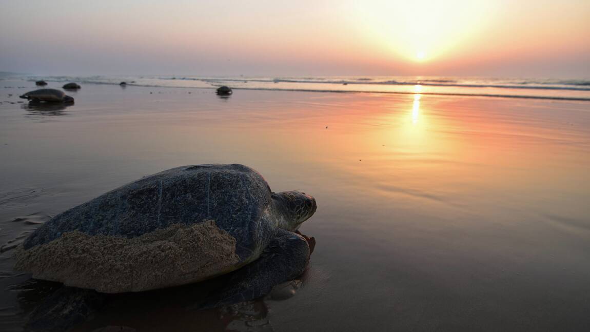 Comment la population se mobilise en Inde pour sauver ses tortues marines