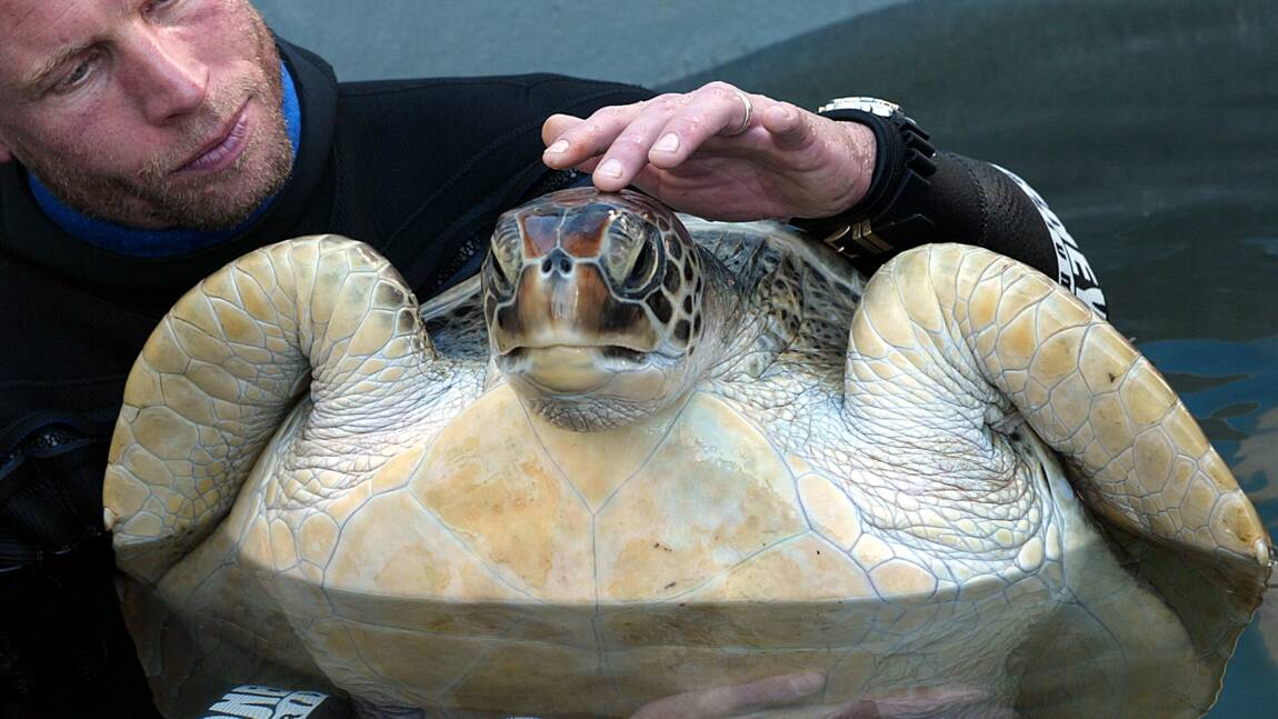 Australie : pourquoi de plus en plus de tortues sont des femelles