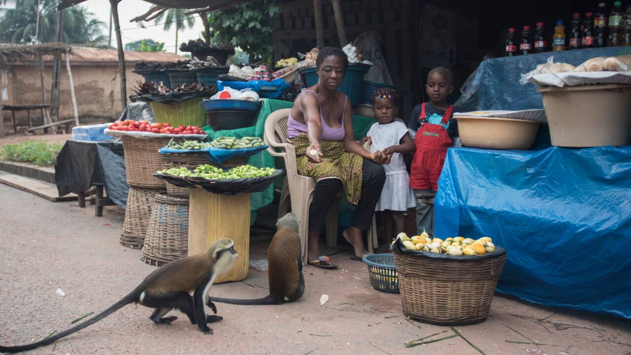 Au Ghana, le business des singes fait le bonheur de villageois