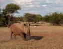 Cornes de rhinocéros aux enchères, une vente très controversée