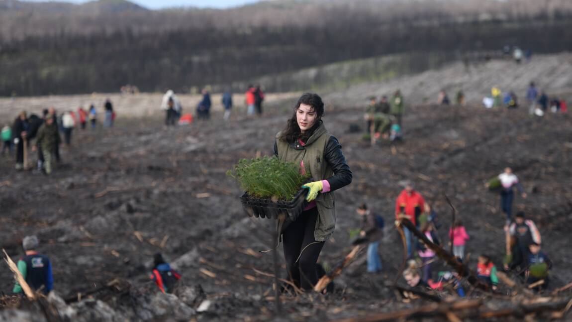 Après les incendies meurtriers, la plus vieille forêt du Portugal renaît de ses cendres