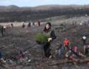 Après les incendies meurtriers, la plus vieille forêt du Portugal renaît de ses cendres