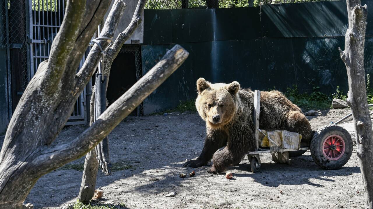 Dans le nord de la Grèce, un refuge pour ours et loups traumatisés