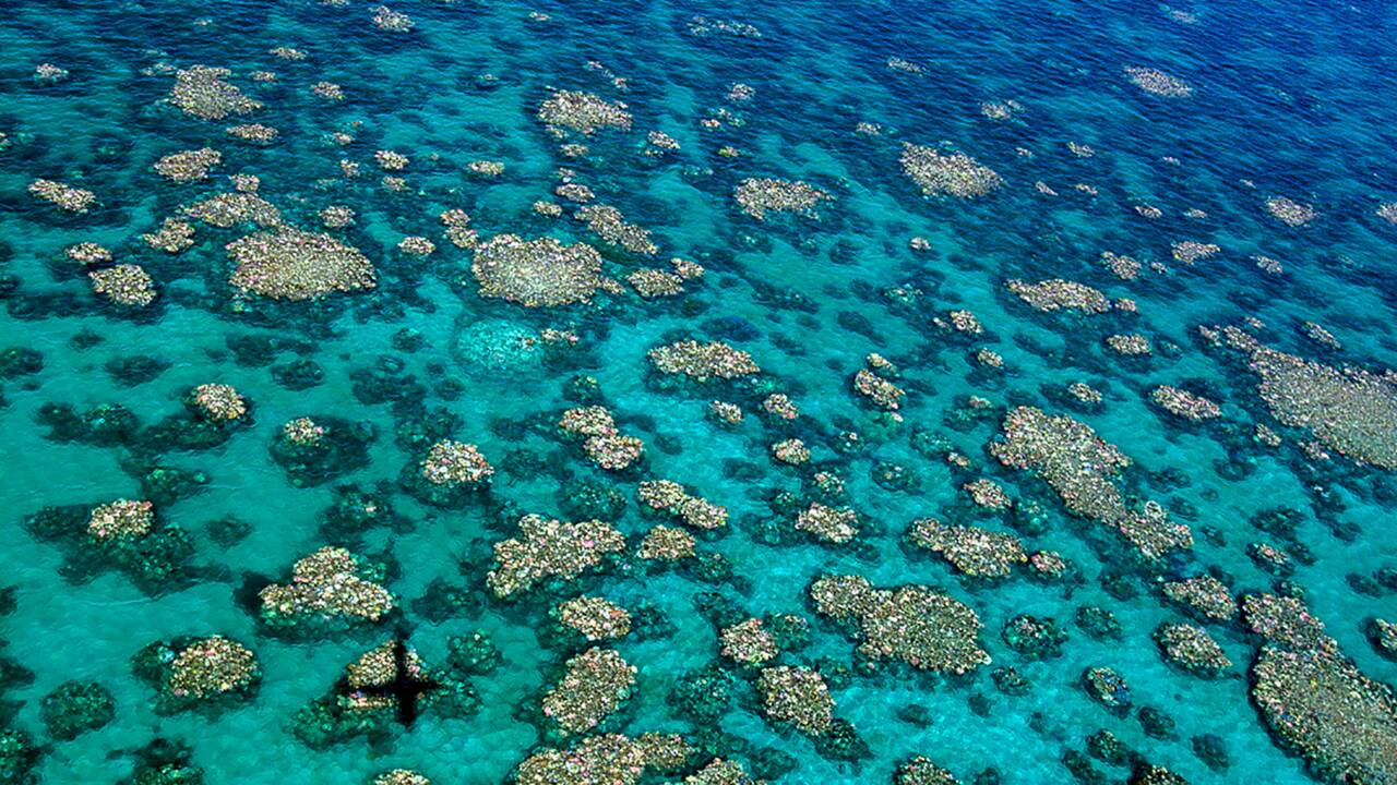Grande barrière: les coraux blanchis deux années de suite sont condamnés