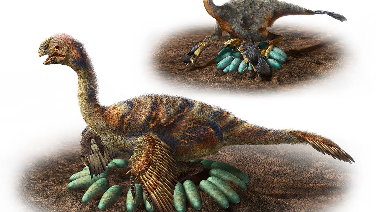 De lourds dinosaures savaient s'occuper de leurs oeufs sans faire d'omelette