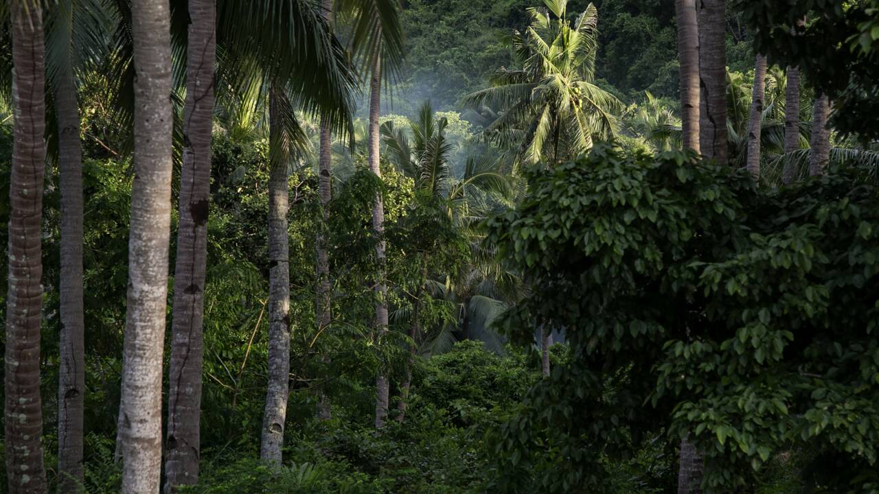 Philippines : à Palawan, des croisés de l'environnement tentent de sauver le paradis