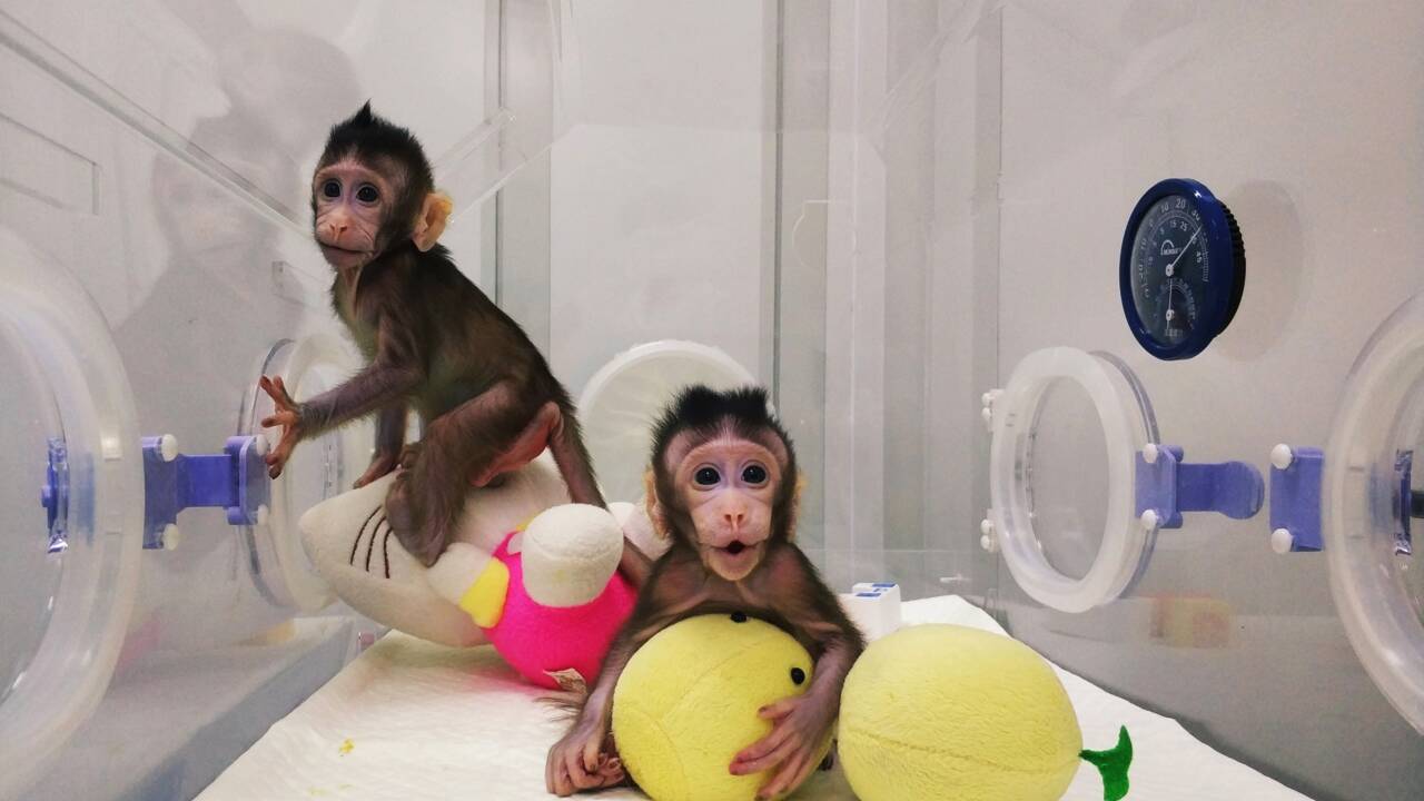 Naissance des premiers primates clonés avec la complexe technique de Dolly