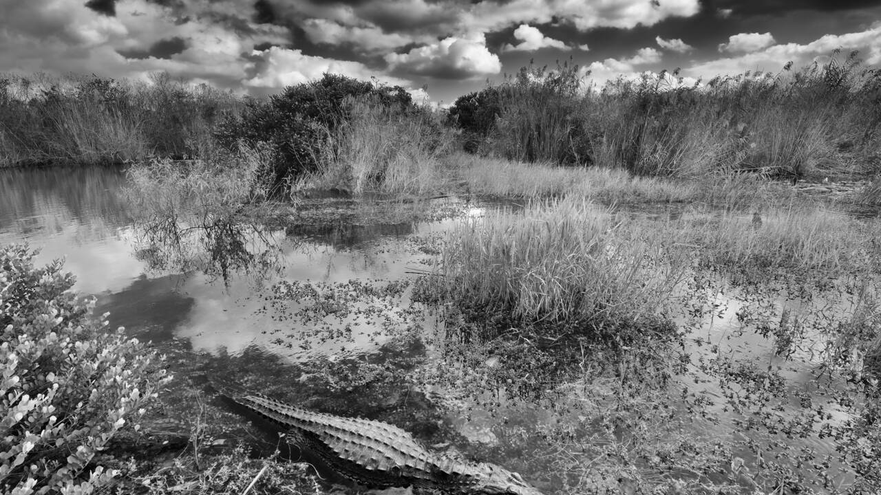 Floride : dans le dédale des Everglades