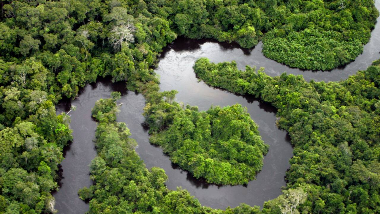 Au Brésil, victoire pour les défenseurs de la forêt amazonienne