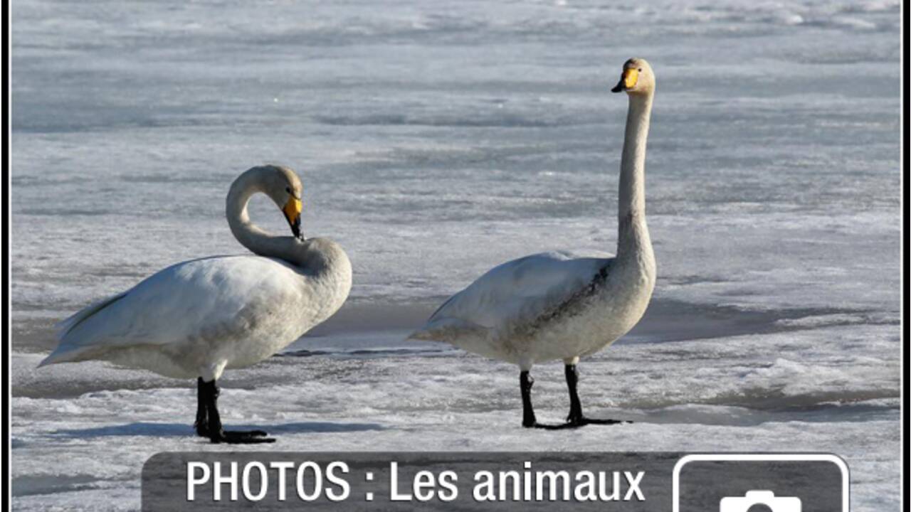 PHOTOS : Des animaux parés pour l'hiver