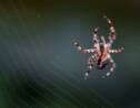 Cinq choses que vous ne saviez (peut-être) pas sur les araignées