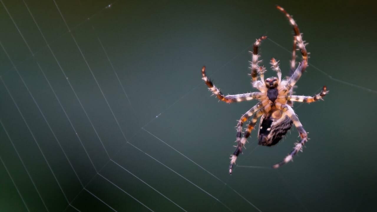 Cinq choses que vous ne saviez (peut-être) pas sur les araignées