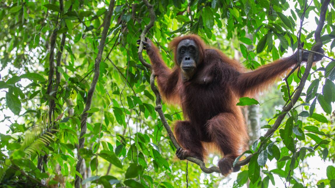 Australie : l’adieu de l’orang-outan le plus vieux du monde