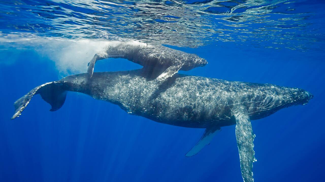 La sérénade des baleines à bosse