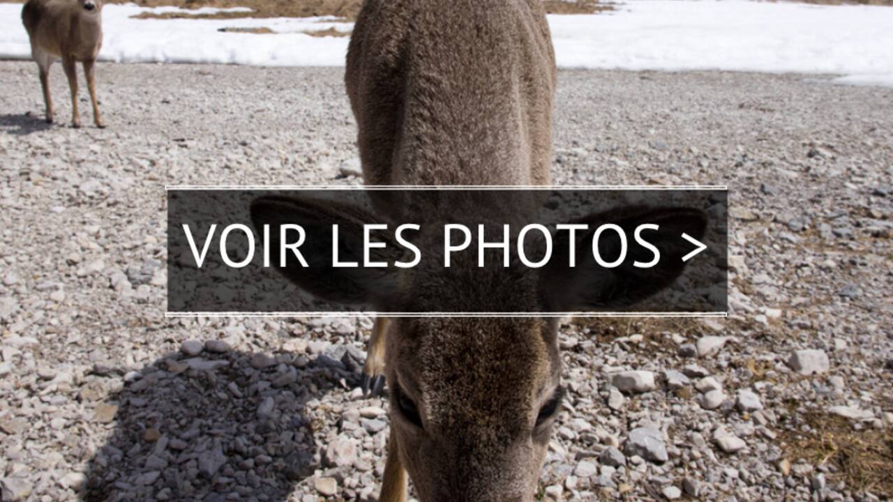 VIDÉO - Au Québec : Anticosti, l'île aux 200 000 Bambi
