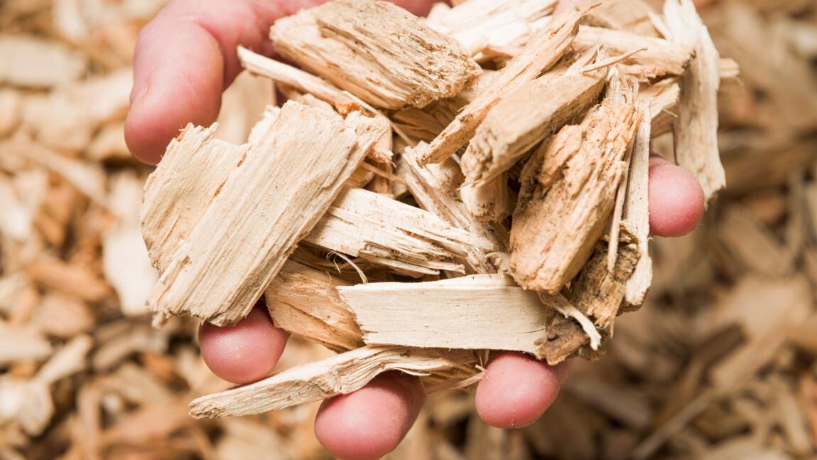 Biomasse : une source d’énergie propre et précieuse
