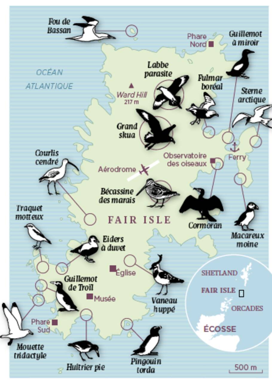 Ecosse : Shetland, le sanctuaire des oiseaux