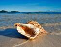 Le mollusque qui pourrait sauver la Grande Barrière de corail