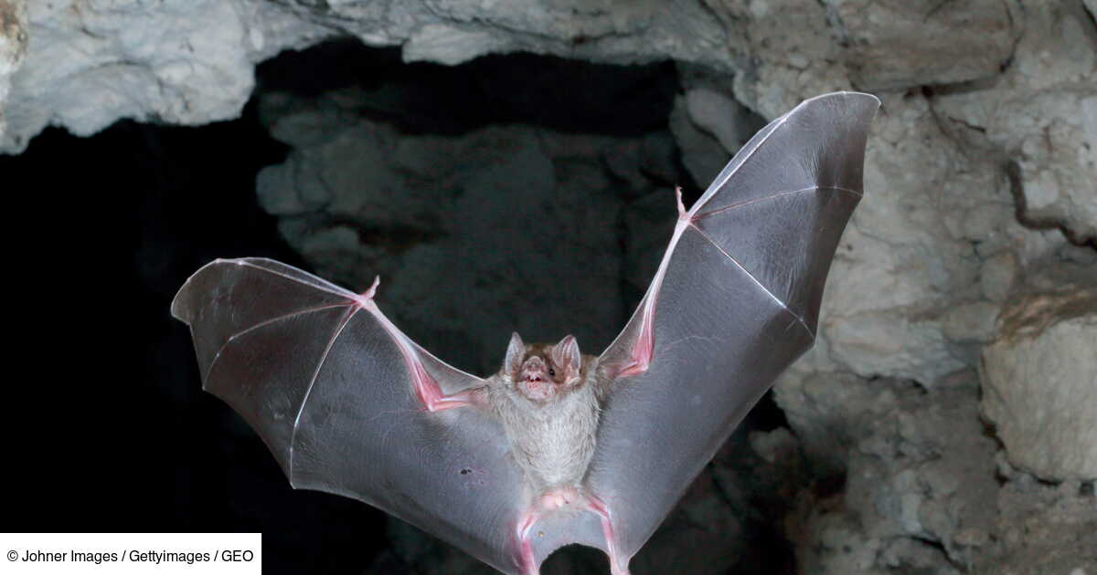 Au Bresil Des Chauves Souris S Attaquent Aux Hommes Pour Boire Leur Sang Geo Fr