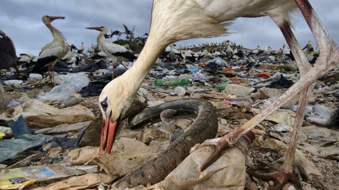 Le Message Caché Des Cigognes Geofr