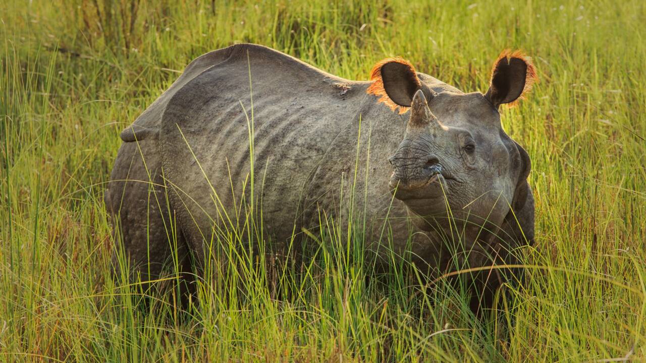 Drame de Thoiry : comment le zoo de La Flèche se prépare à accueillir deux rhinocéros