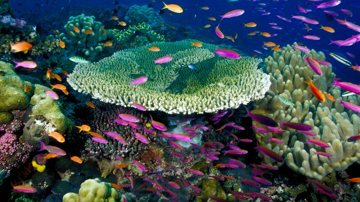 Le doux crépitement des coraux aux îles Fidji