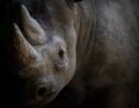 Le Rhino Coin, de la monnaie virtuelle pour sauver les rhinocéros