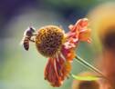 Des graines distribuées gratuitement pour donner des fleurs aux abeilles