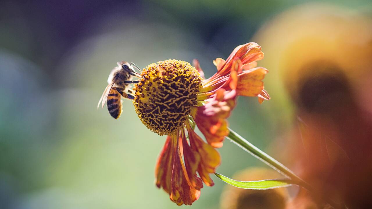 Des graines distribuées gratuitement pour donner des fleurs aux abeilles