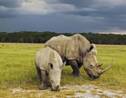 Comment protéger les éléphants et les rhinocéros du braconnage
