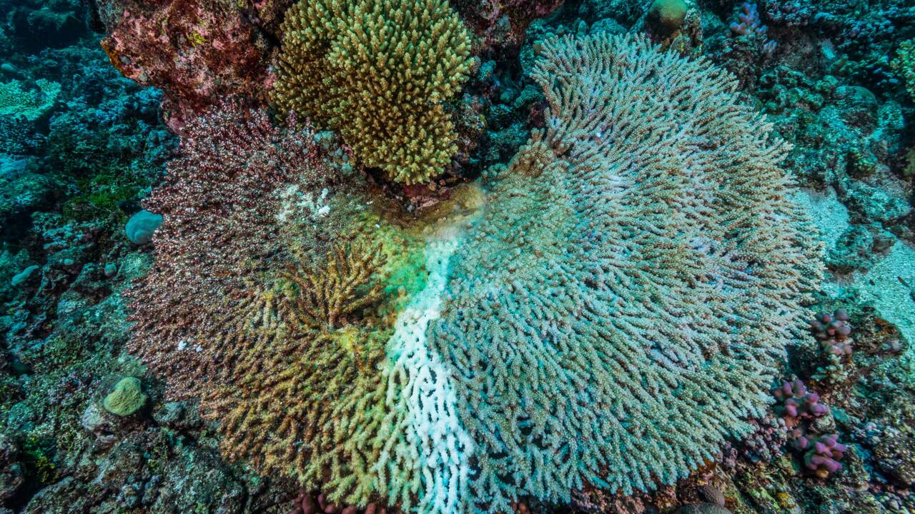Le blanchissement des coraux en trois questions