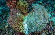 Coral bleaching in three questions