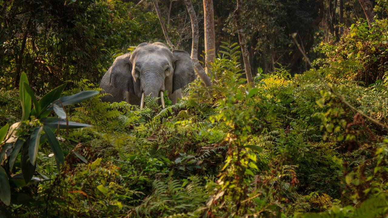 Pour aider les éléphants, l'idée étonnante d'un sanctuaire indien
