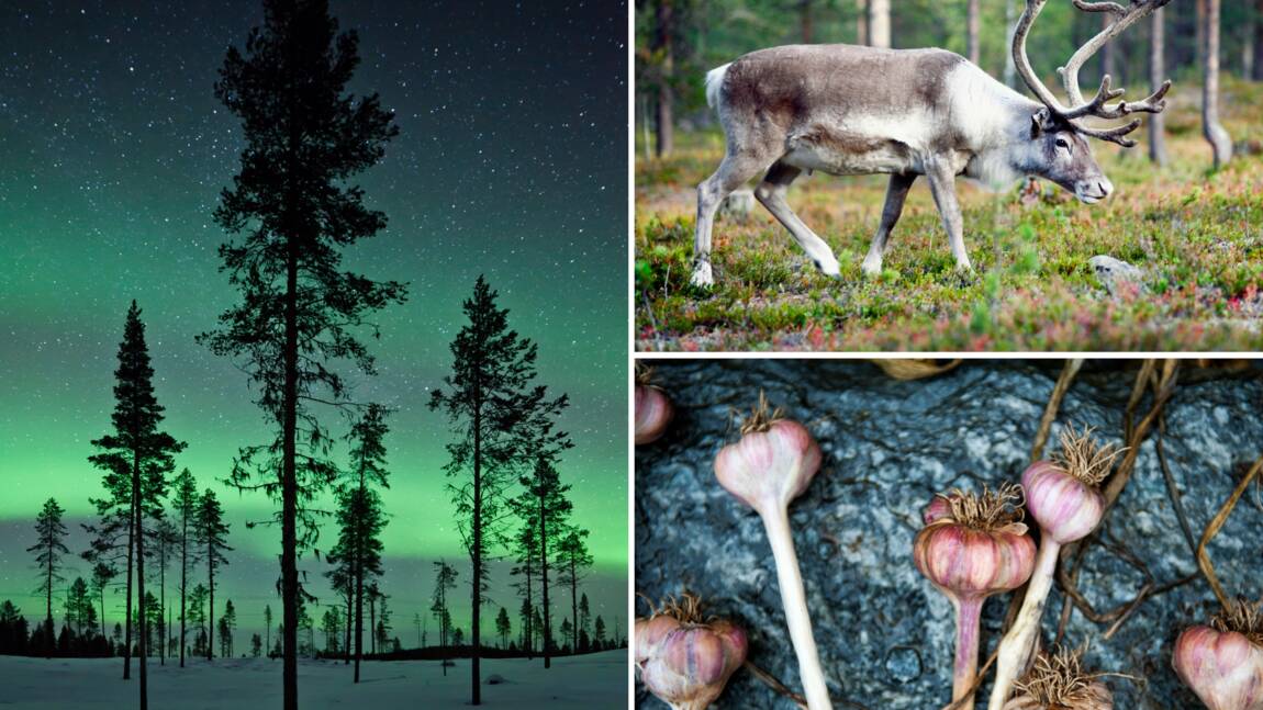 En Laponie, la gastronomie saame inspire les chefs scandinaves