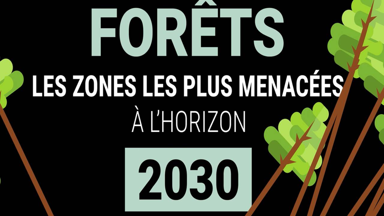 VIDÉO - Forêts : les zones les plus menacées à l’horizon 2030