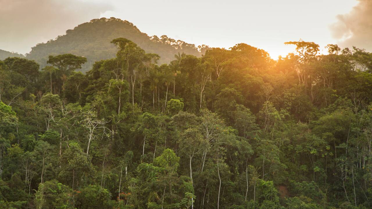 Francis Hallé, le défenseur des forêts tropicales primaires