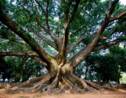 Plus de 60 000 espèces d'arbres recensées dans le monde
