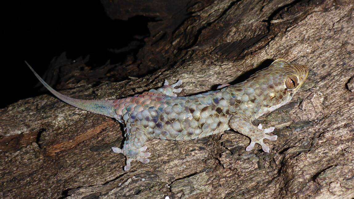 Ce gecko a un drôle de super-pouvoir pour échapper à ses prédateurs