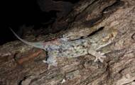 This gecko has a funny superpower to escape from predators