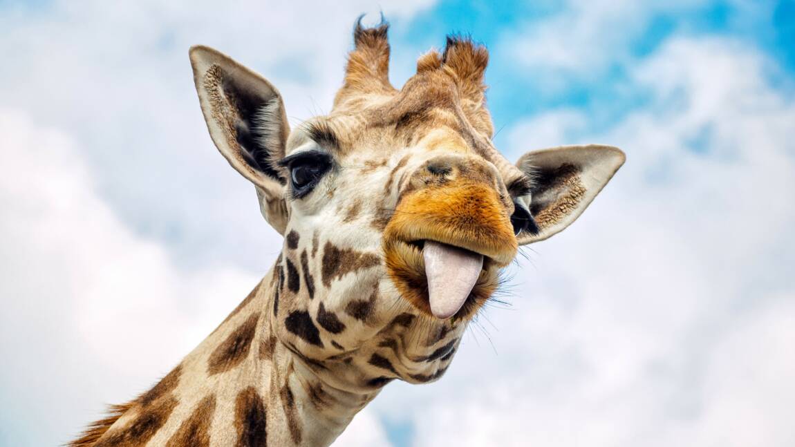 Cinq choses que vous ne saviez pas sur la girafe