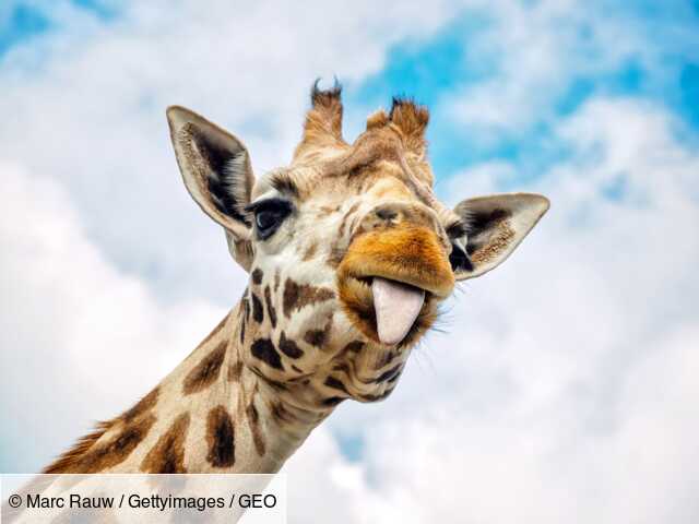 Cinq Choses Que Vous Ne Saviez Pas Sur La Girafe Geo Fr