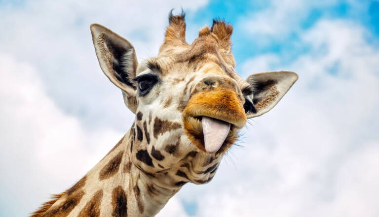 Cinq Choses Que Vous Ne Saviez Pas Sur La Girafe Geo Fr Cinq Choses Que Vous Ne Saviez Pas Sur La Girafe Geo Fr