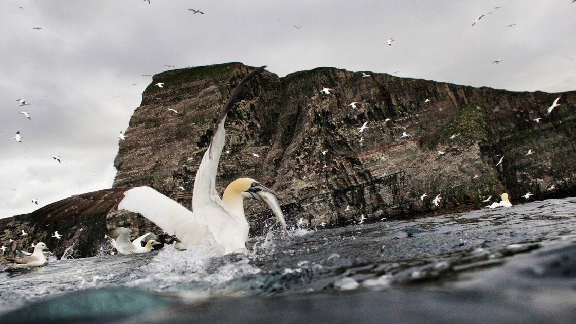 Ecosse Shetland Le Sanctuaire Des Oiseaux Geofr