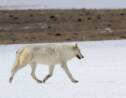 "Wanted" : le braconneur qui a causé la mort de cette louve blanche à Yellowstone