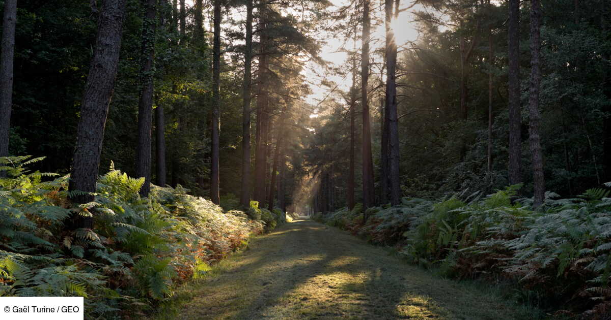 bretagne la mysterieuse foret de broceliande geo fr