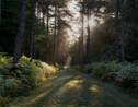 Bretagne : la mystérieuse forêt de Brocéliande