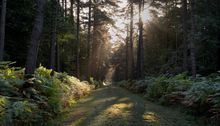 bretagne la mysterieuse foret de broceliande geo fr