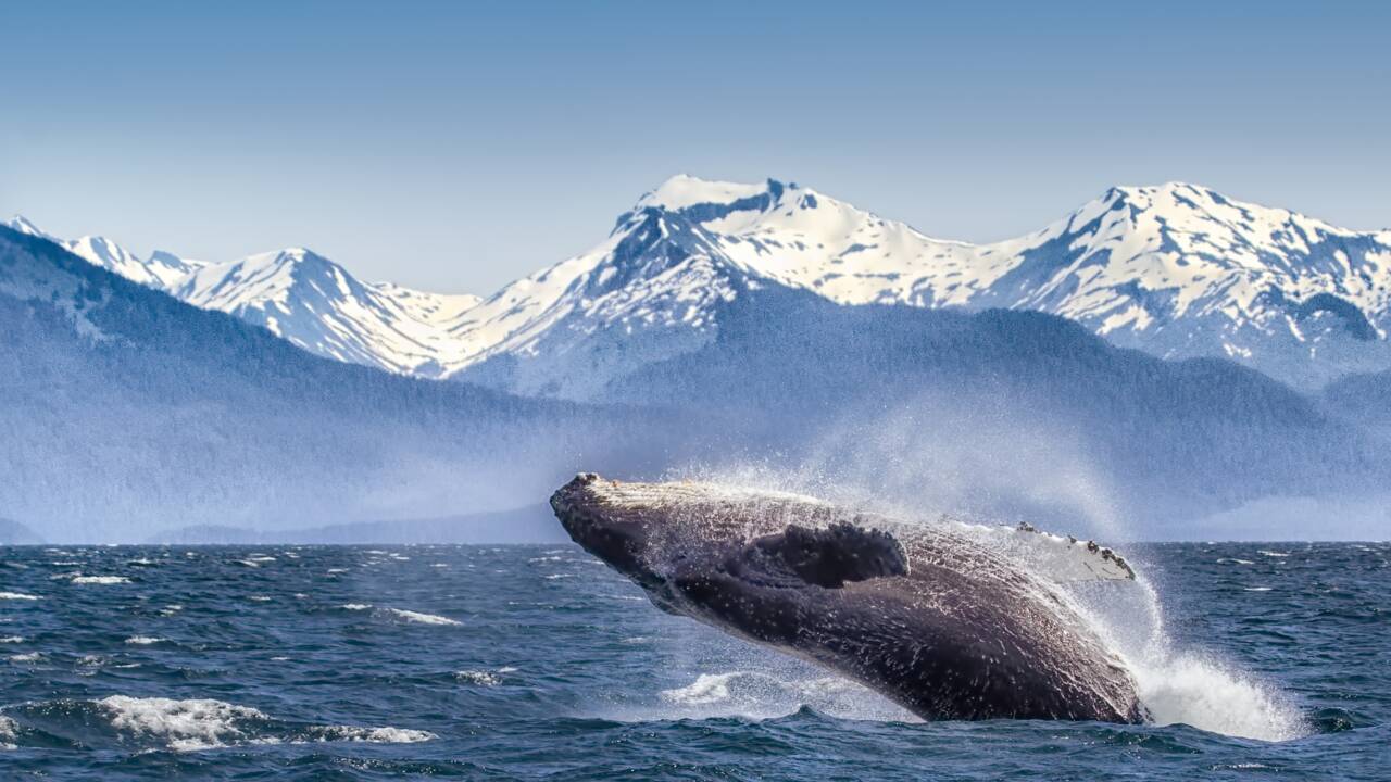 Trois questions sur le "chemin des baleines"