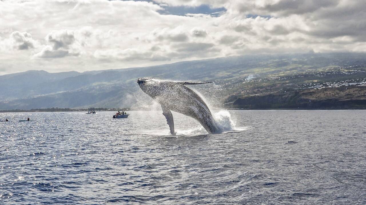 Mystérieuses baleines à bosse
