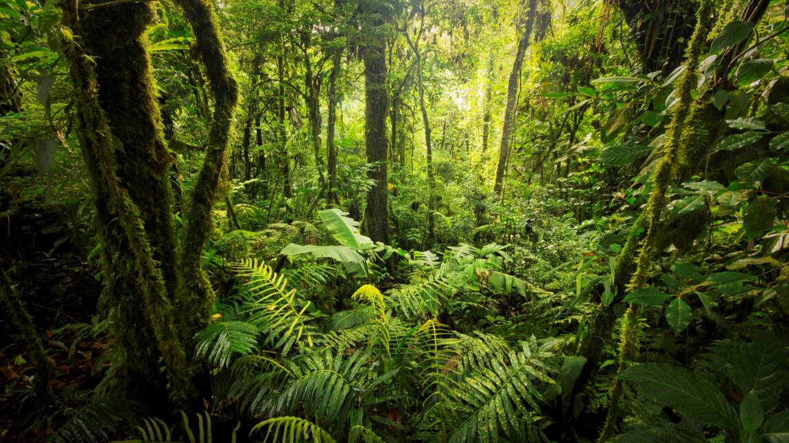 Les forêts primaires, des écosystèmes en voie d’extinction